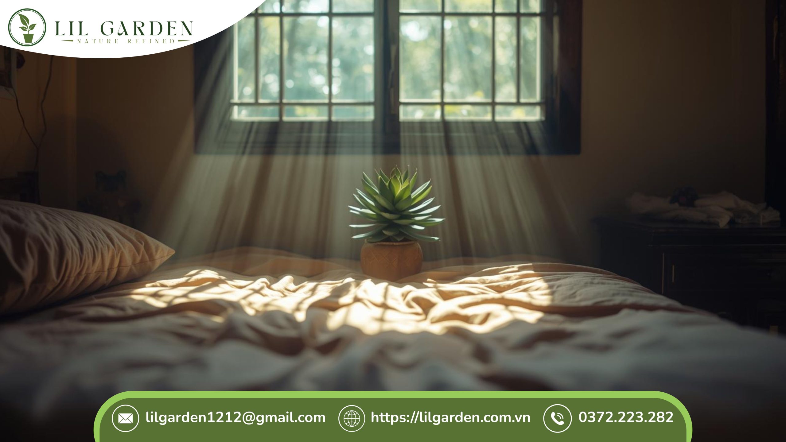 Cây sen đá có để trong phòng ngủ được không cần cân nhắc kỹ