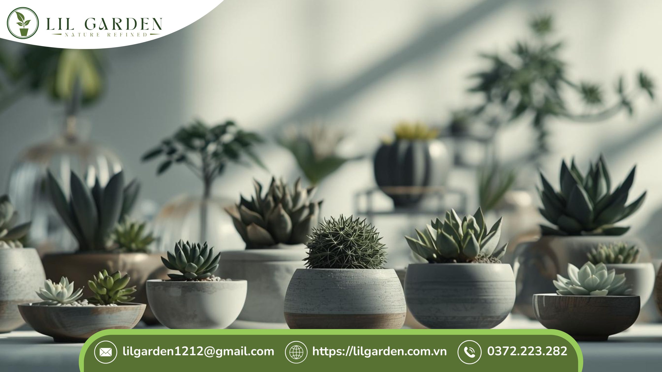 Cây sen đá có để trong phòng ngủ được không khi chọn cây phù hợp