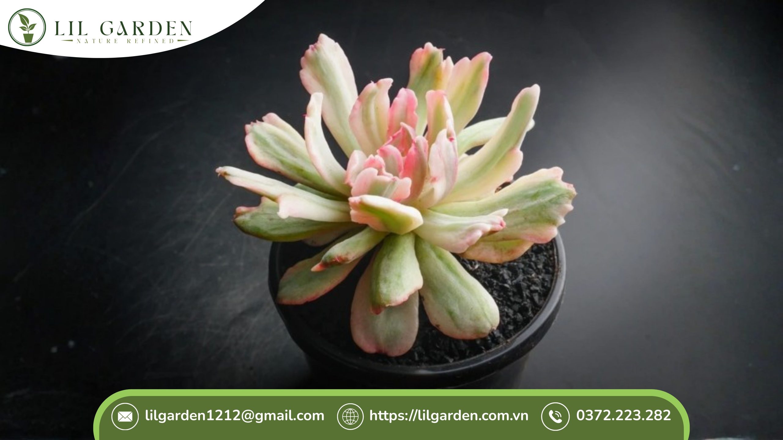 sen đá hiếm biến sắc / đột biến màu