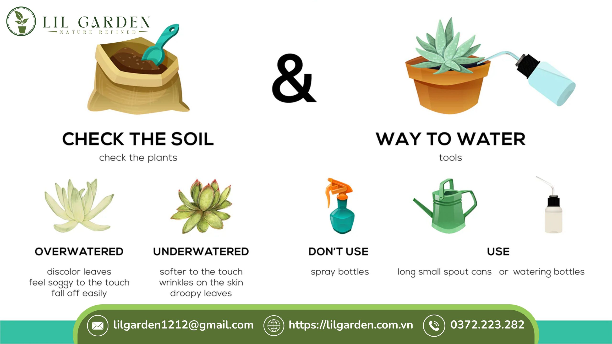 Chăm sóc các loại sen đá hiếm đúng kỹ thuật, cây khỏe mạnh