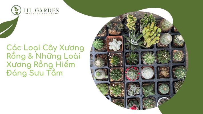 các loại cây xương rồng