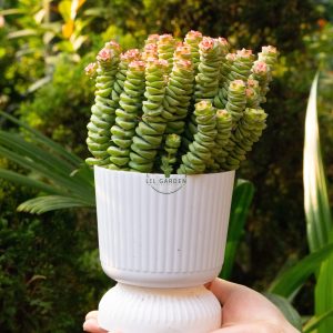 Sen đá chuỗi tiền