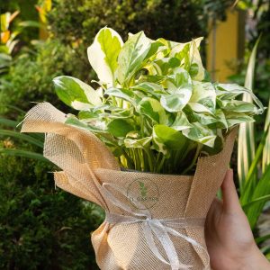 Cây Trầu Bà Cẩm Thạch