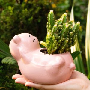 Cây Xương Rồng Mini