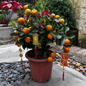 Cây Quất Tết Bonsai