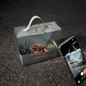 Combo yêu thương (Móng Rồng, Sen Đá, Sao Hồng)