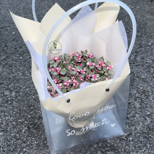 Set quà Sen Đô La