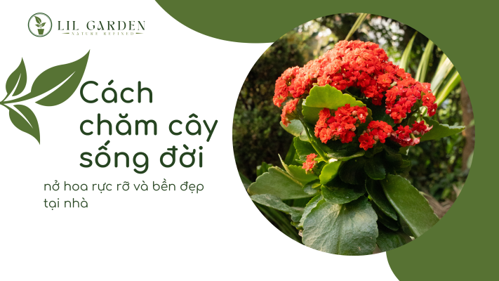 Đất trồng tơi xốp tơi phù hợp để chăm cây sống đời tại nhà Lil Garden